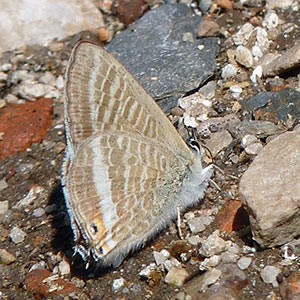 Long-tailed Blue - Lampides boeticus © John Muddeman